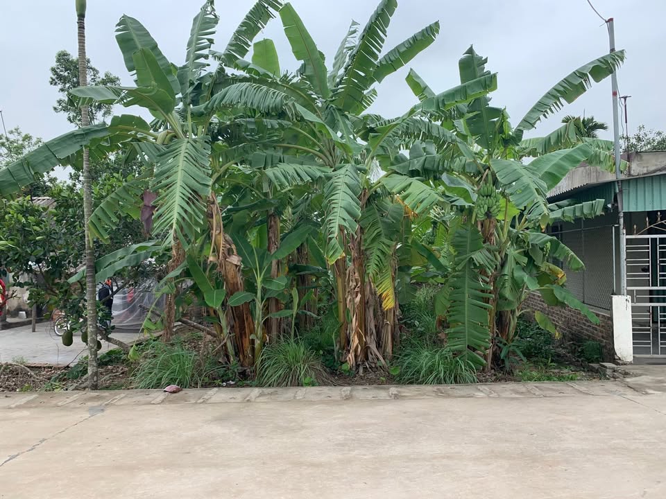 Đất thổ cư 142m² tại Quyết Tiến, Tiên Lãng chỉ 1 tỷ - Đầu tư sinh lời lý tưởng!