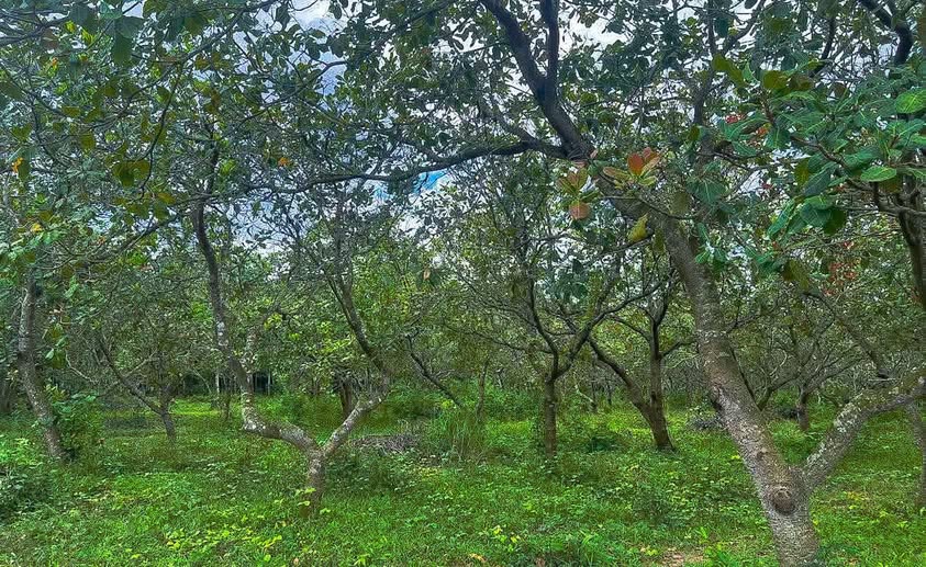 Đất nông nghiệp 6300m² tại Thanh An, Hớn Quản giá 820 triệu - Đầu tư sinh lời ngay!