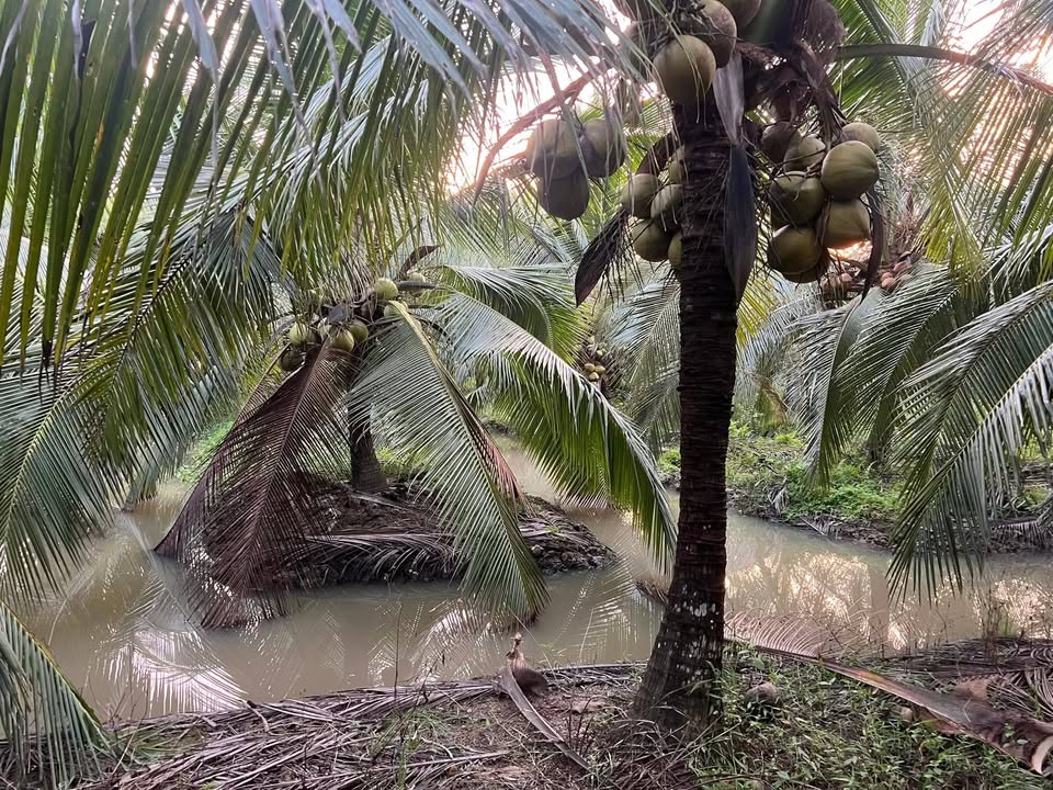 Đất vườn dừa 19200m² tại Vĩnh Long - Giá chỉ 1.68 tỷ - Nước ngọt quanh năm!