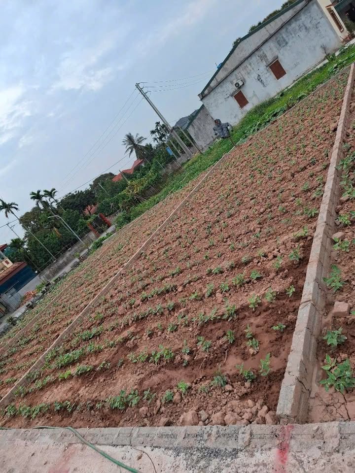 Đất nền phường Châu Giang 78m² giá chỉ 999 triệu - Cơ hội đầu tư tuyệt vời!