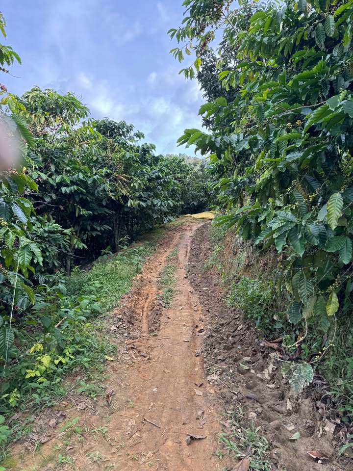 Farm Bảo Lâm 720m² giá 279 triệu - Cơ hội đầu tư tuyệt vời!