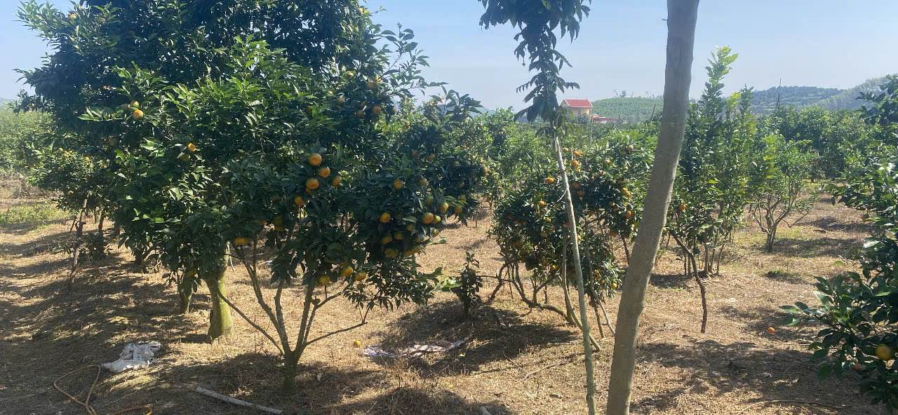 Đất nền Lục Ngạn Bắc Giang 1100m² giá 1 tỷ - Cơ hội đầu tư sinh lời!