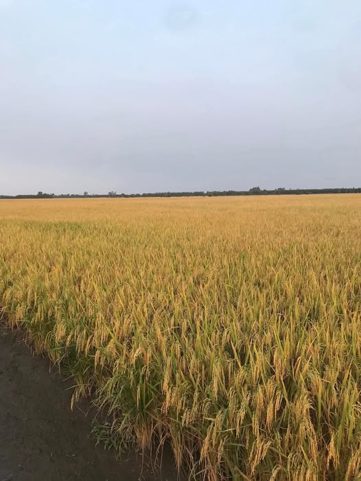 Đất nền xã Thạnh Phước, huyện Thạnh Hóa, 1000m² giá 100 triệu - Đầu tư tiềm năng!