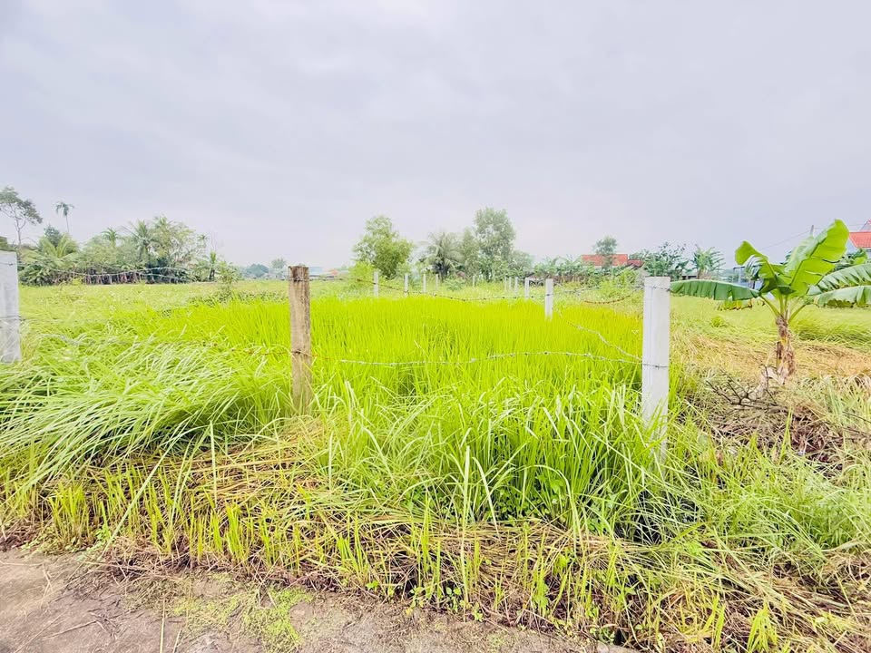 Đất nền Quế Xuân 2 115m² giá 300 triệu - Cao ráo, không ngập nước!