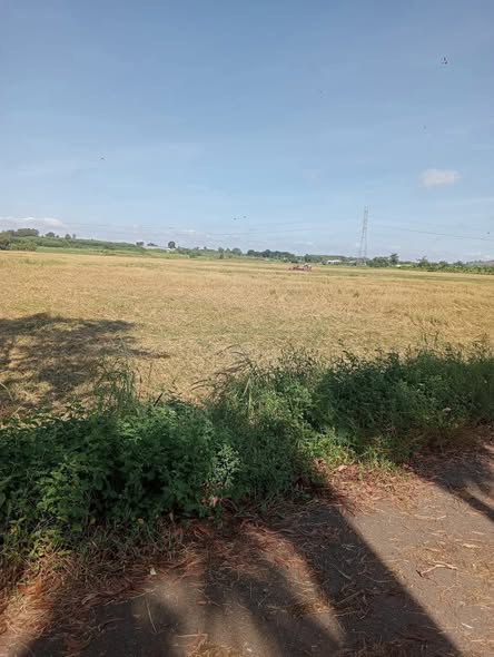 Đất nông nghiệp 3,5 mẫu tại Long Tân, Đất Đỏ - Giá chỉ 1.05 tỷ - Đầu tư sinh lời ngay!