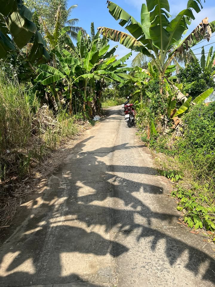 Đất sầu riêng 4800m² Hậu Mỹ Cái Bè giá 7.68 tỷ - Đầu tư sinh lời ngay!