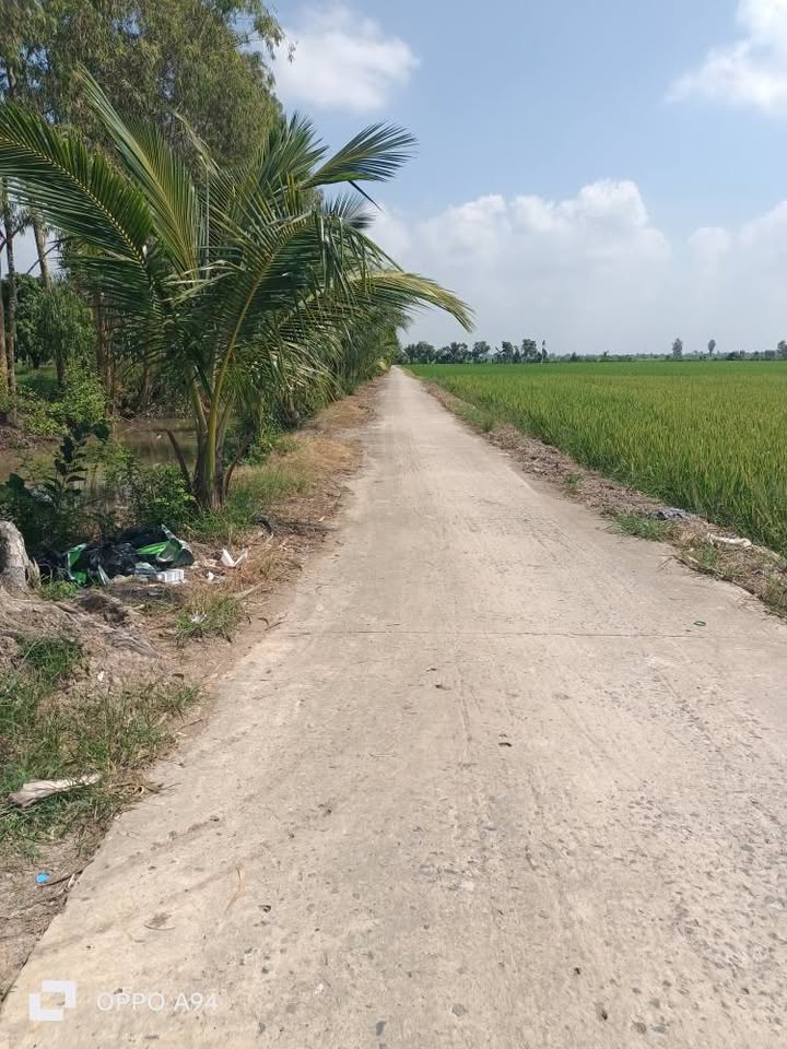 Đất vườn Mỹ Quý, Tháp Mười 7700m² giá 250 triệu - Đầu tư lý tưởng cho vườn cây!