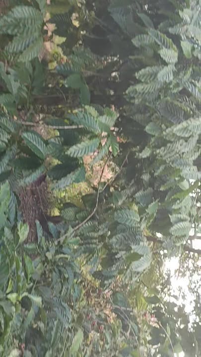 Đất Farm xã Ea Ô 12.138m² giá 1.35 tỷ - Tiềm năng kinh doanh cafe và cây trồng