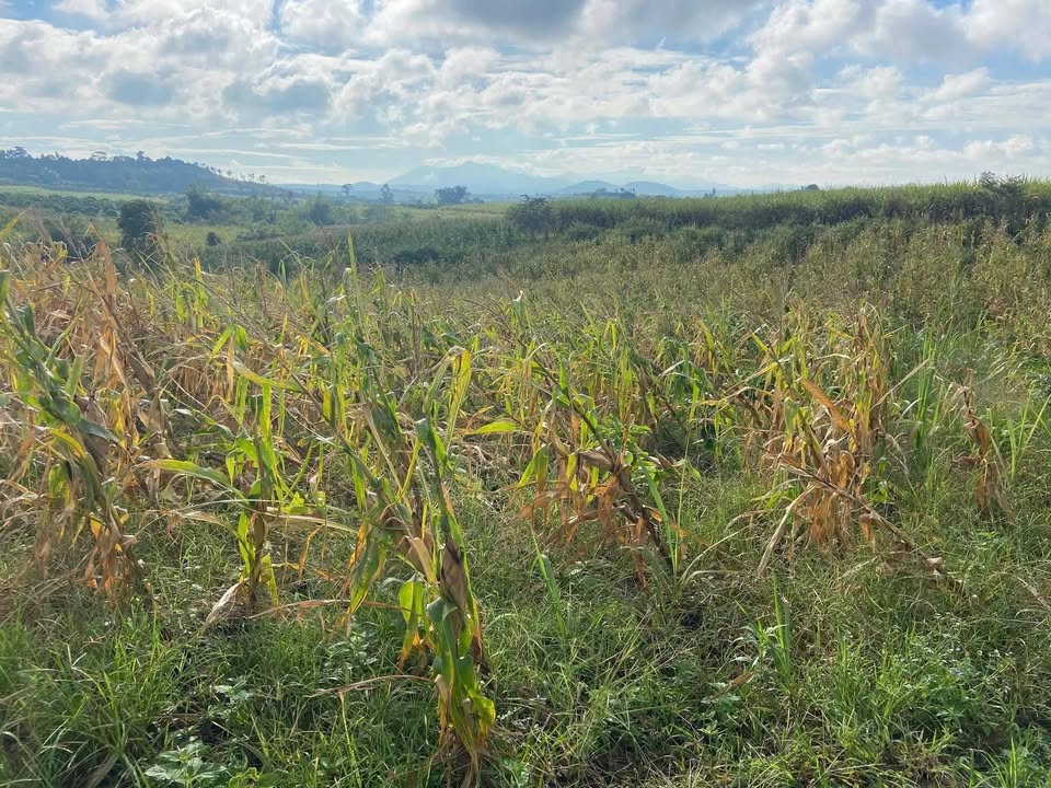 Farm đẹp tại Ea Sô, Đắk Lắk 2,4ha giá 1 tỷ - Cơ hội đầu tư hấp dẫn!