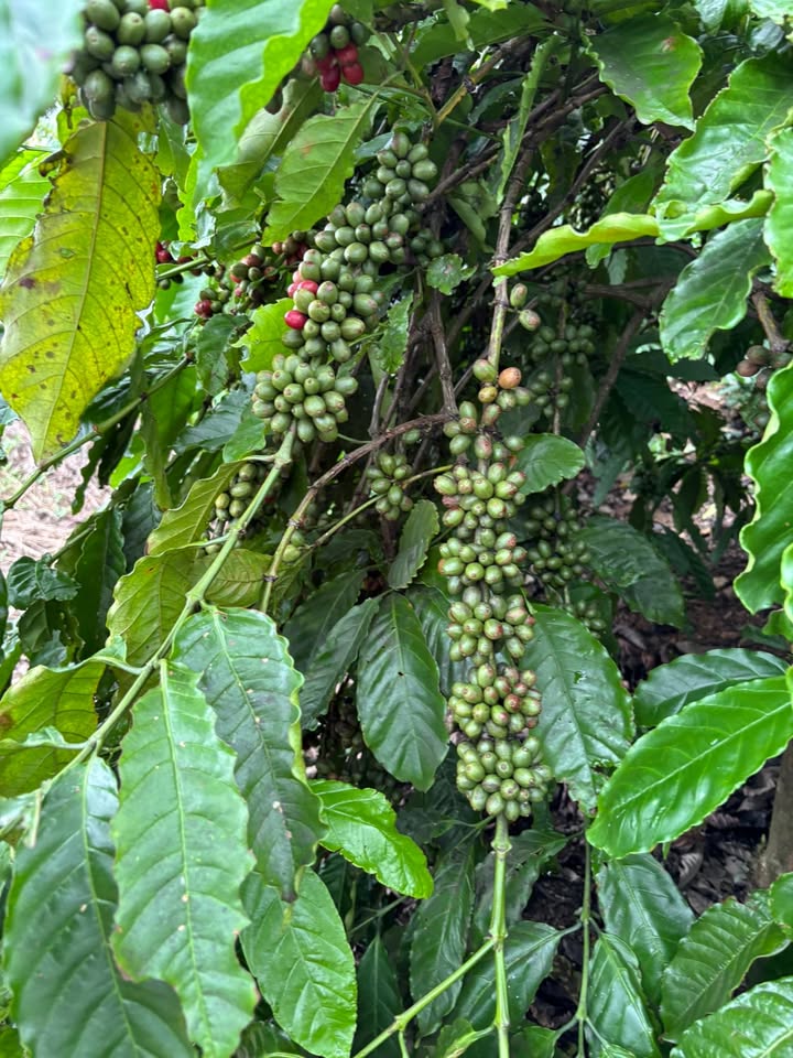 Lô đất 1ha1 tại Cư Ni, Ea Kar - Giá chỉ 3.37 tỷ, cơ hội đầu tư hấp dẫn!