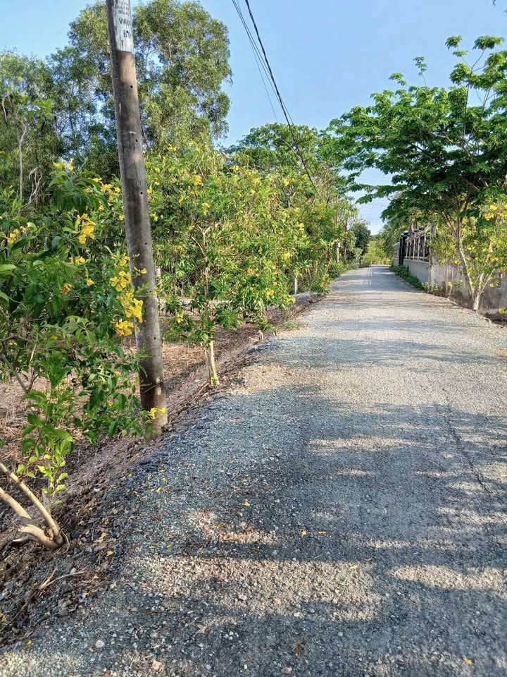 Đất vườn 1830m² Tân Túc, Bình Chánh giá 18.3 tỷ - Quy hoạch xây mới, sổ đỏ chính chủ!