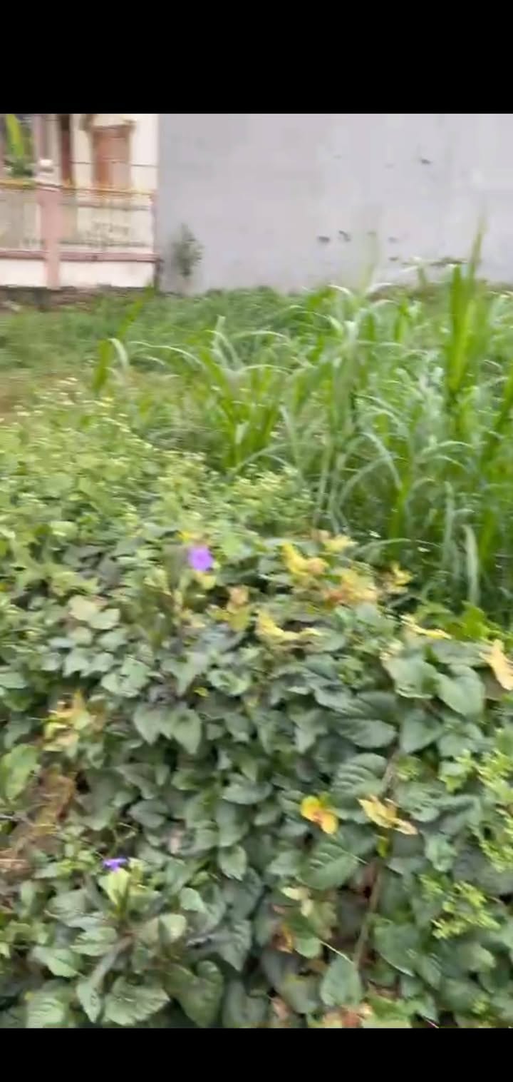 Đất thổ cư Nga My 104m² giá 900 triệu - Đầu tư sinh lời ngay cạnh KCN Yên Bình 3!