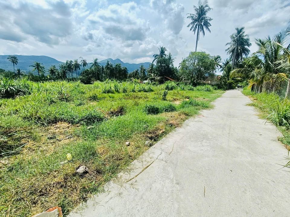 Đất thổ cư 150m² tại Mỹ Hòa - Phù Mỹ chỉ 155 triệu - Sổ hồng lâu dài!