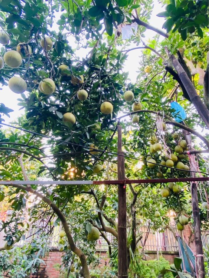 Đất nền Tân Thành Thái Nguyên 100m² giá 600 triệu - Cơ hội đầu tư tuyệt vời!