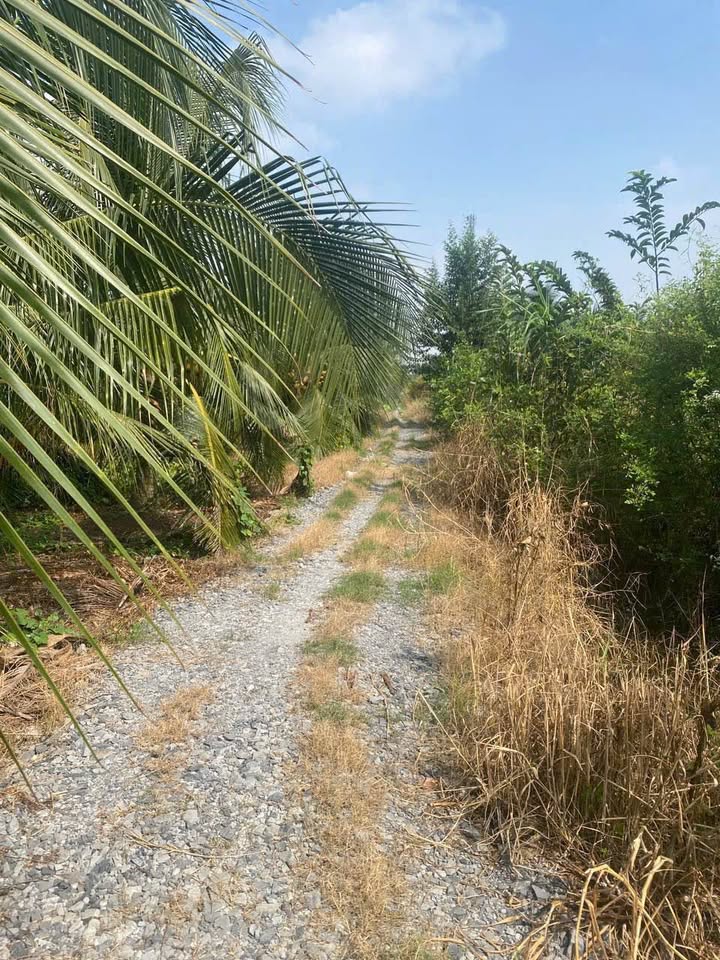 Đất thổ cư 1500m² phường Tân An, Long An giá 2 tỷ - Đầu tư sinh lời ngay!