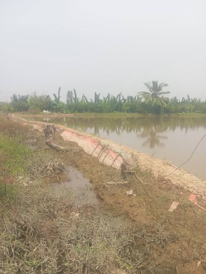 Đất vườn 2.176m² tại Mỹ Phú, Thủ Thừa - Giá chỉ 2 tỷ, view sông tuyệt đẹp!