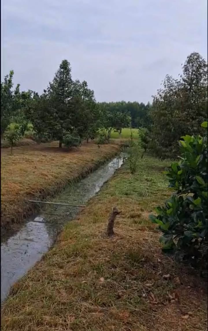 Đất nền An Tây Bến Cát 10.000m² giá 11 tỷ - Đầu tư sinh lời ngay!