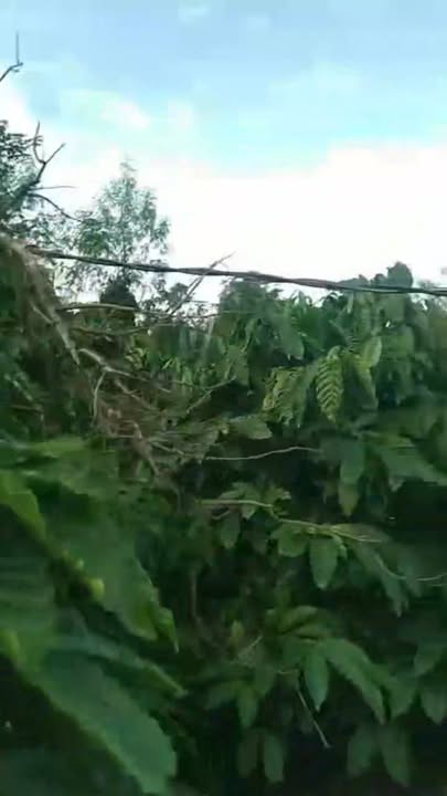 Farm 2.8ha tại Thôn 8, Ea Khal, Đắk Lắk - Đầu tư sinh lời với cà phê và sầu riêng