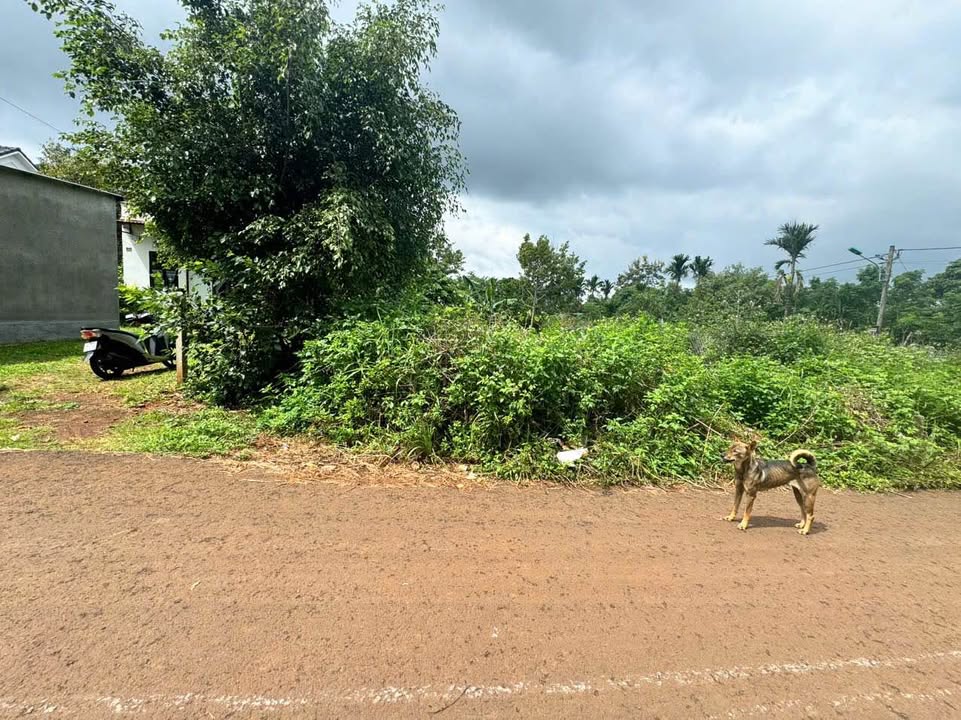 Đất thổ cư Tân An, Buôn Ma Thuột 110m² giá 950 triệu - Tiềm năng sinh lời cao!