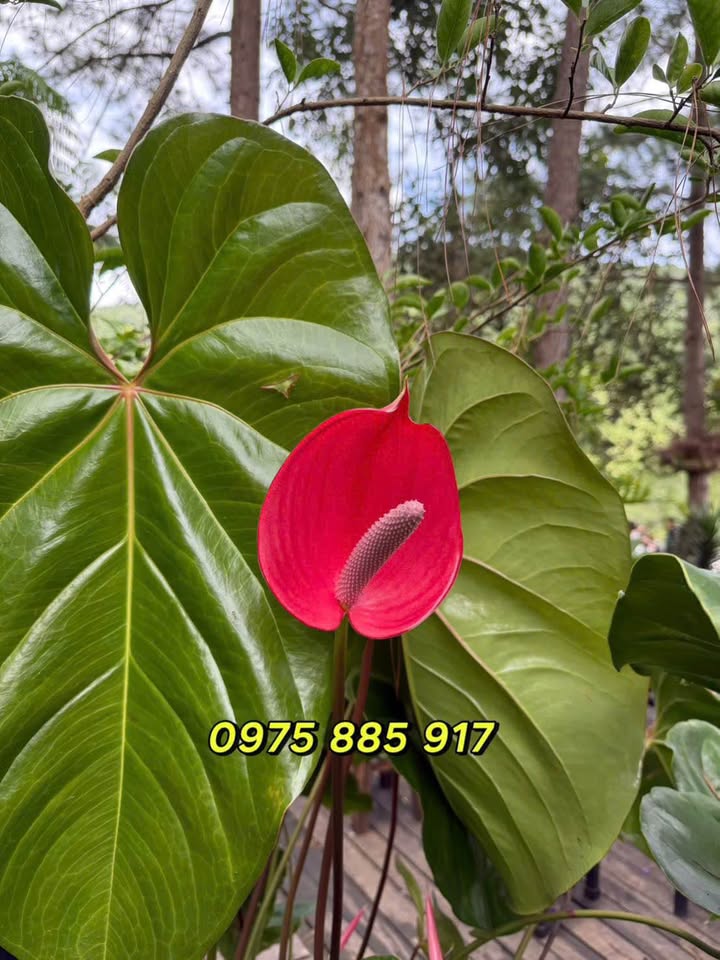 Đất thổ cư 170m² tại Phú Cang 2 Nam giá 550 triệu - Cơ hội đầu tư tuyệt vời!