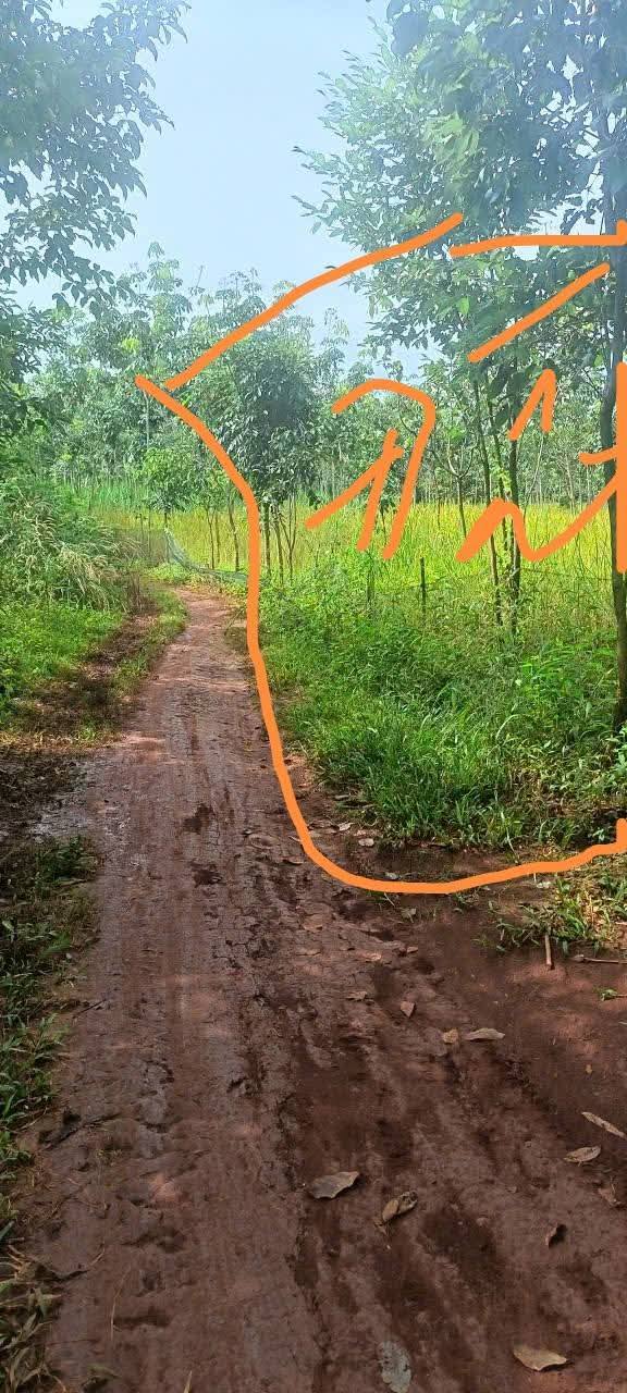 Đất trồng cao su 2000m² tại Thanh An, Hớn Quản - Giá chỉ 230 triệu!