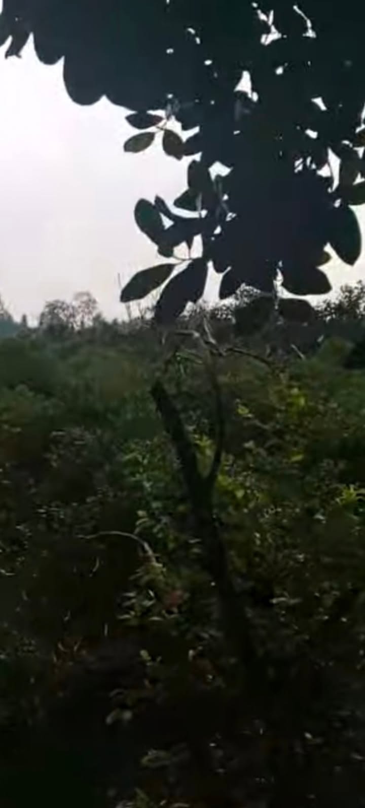 Đất trồng chanh Hậu Mỹ Bắc A 34.000m² giá 1.026 tỷ - Cơ hội đầu tư hấp dẫn!