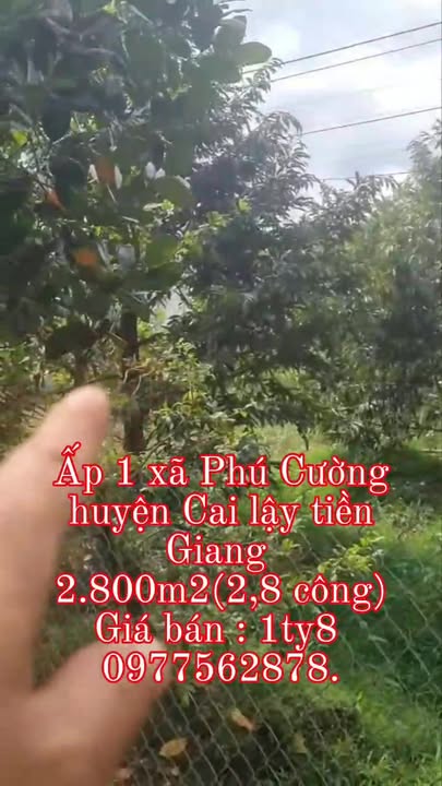 Đất vườn sầu riêng ấp 1 xã Phú Cường 28000m² - Đầu tư sinh lời ngay!