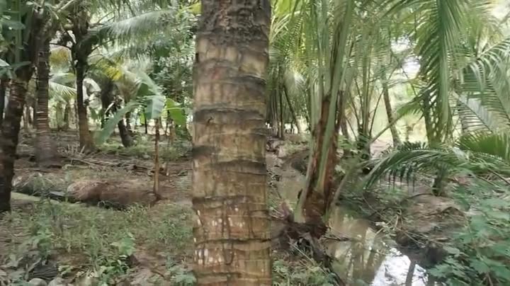 Đất vườn dừa 1687m² tại ấp Bót Chếch, Trà Vinh - Giá chỉ 300 triệu, thương lượng!