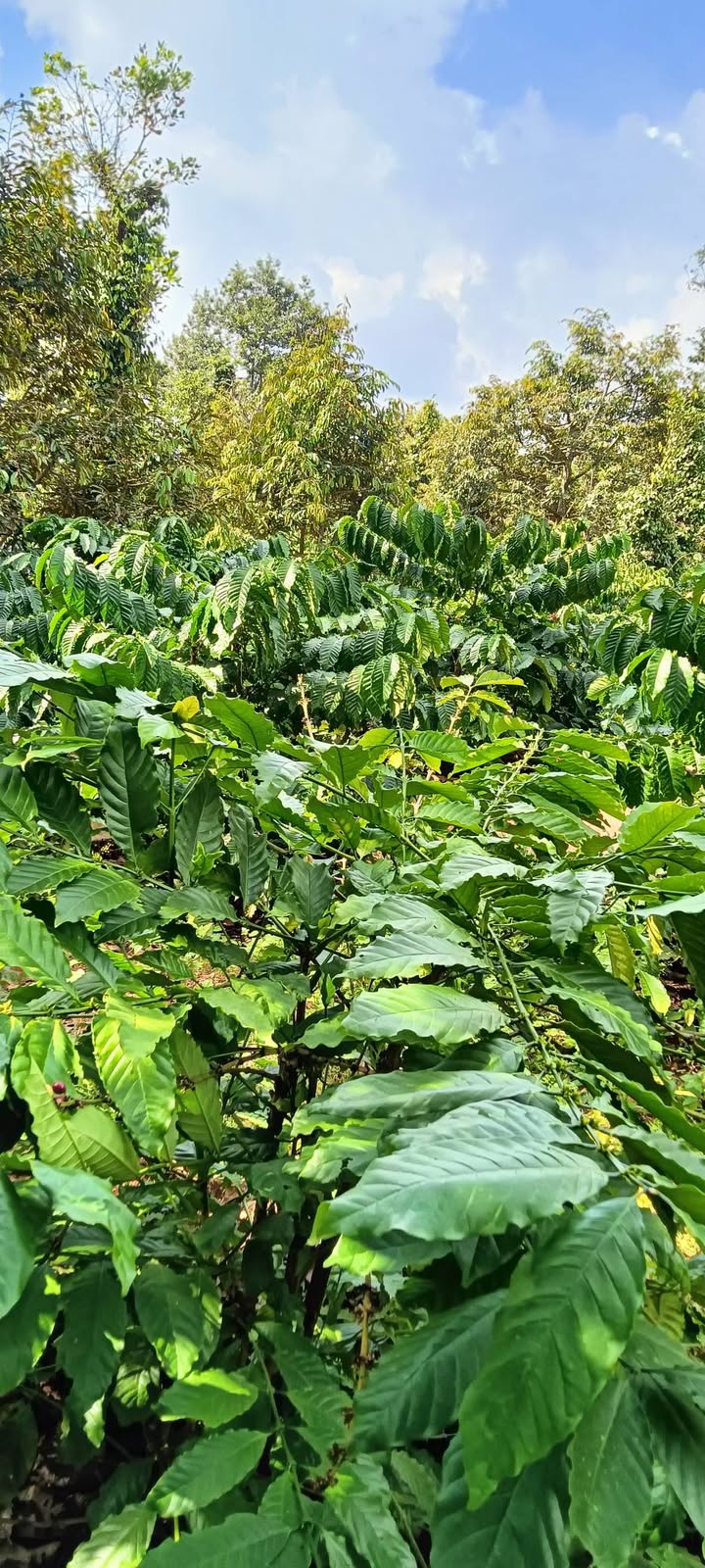 Đất thổ cư thôn 86, Cư Kuin 1500m² giá 1.2 tỷ - Sổ hồng chính chủ