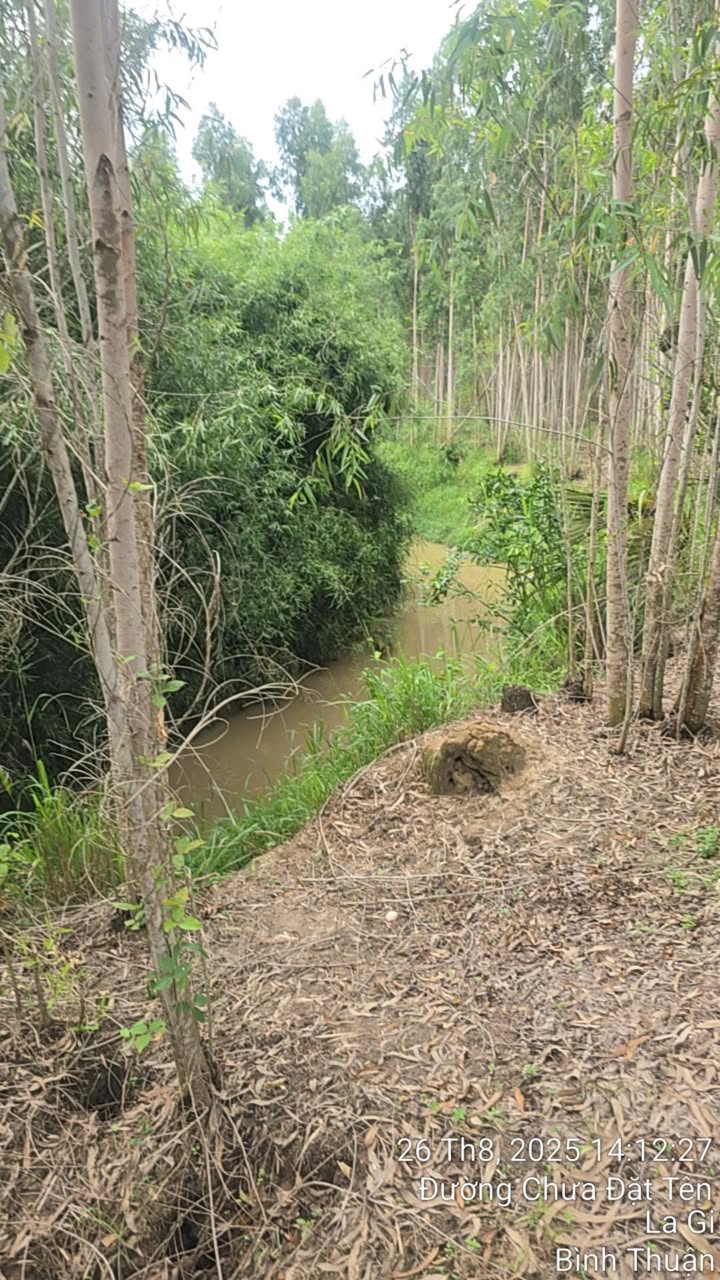 Đất Farm Tân Xuân 11.063m² giá 1.3 tỷ - Không khí trong lành, thích hợp nghỉ dưỡng!