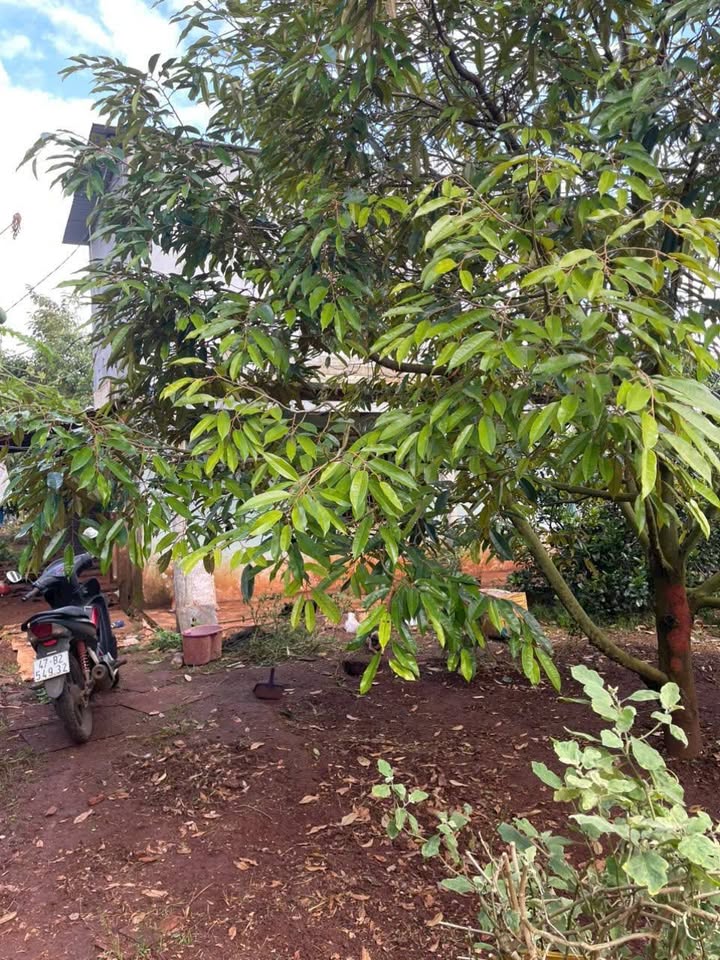 Vườn sầu riêng Hòa Đông 6 sào giá 5.5 tỷ - Đầu tư sinh lời hấp dẫn!