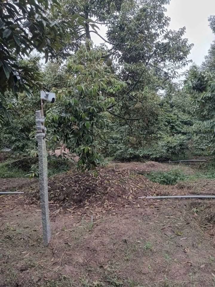 Đất nền Vĩnh Bình Chợ Lách 2823m² giá chỉ 550 triệu - Cơ hội đầu tư tuyệt vời!