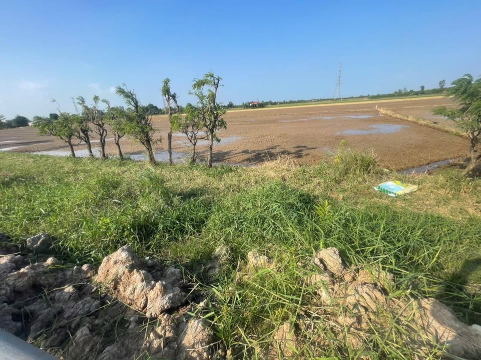 Đất nền 432m² tại Ấp Trại Cá, Gò Công Đông - Giá chỉ 900 triệu!