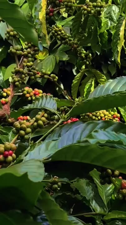 Farm 2ha tại xã Kon Gang, Gia Lai giá 6 tỷ - Nguồn thu khủng từ cafe và tiêu!