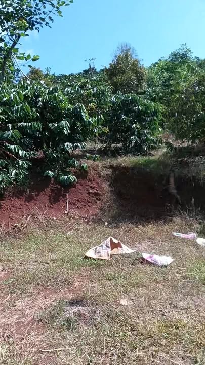 Đất farm Tân Châu, Di Linh 18500m² - Giá thỏa thuận cực tốt!