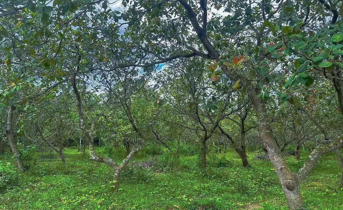 Đất thổ cư 6300m² tại Thanh An, Hớn Quản giá 820 triệu - Đầu tư sinh lời ngay!