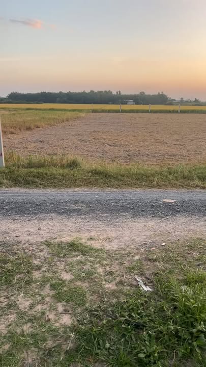 Đất thổ cư Long Chữ Bến Cầu 230m² giá 295 triệu - Cơ hội đầu tư hấp dẫn!