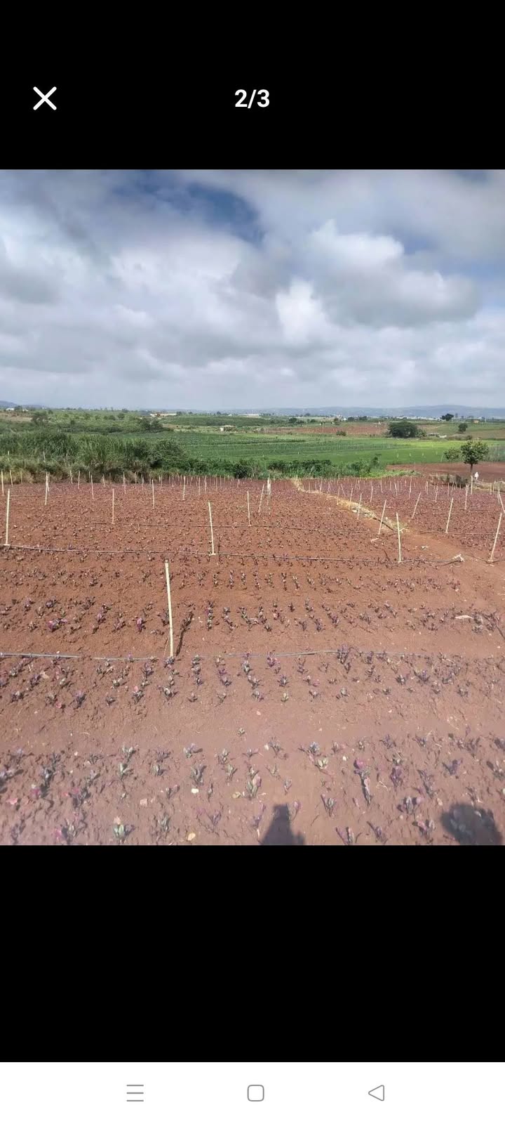 Đất nền 3600m² tại Tân Hội, Đức Trọng - Giá chỉ 970 triệu - View cánh đồng lúa tuyệt đẹp!