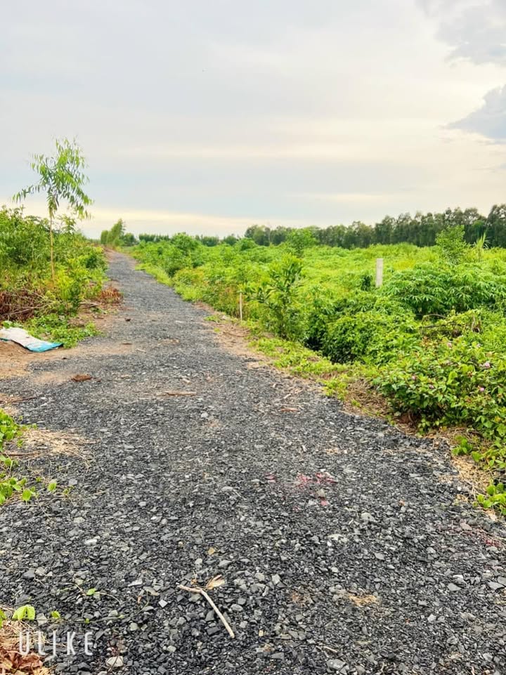 Đất vườn 1100m² tại Thạnh Hoà, Bến Lức - Sổ Hồng riêng, chỉ 890 triệu!