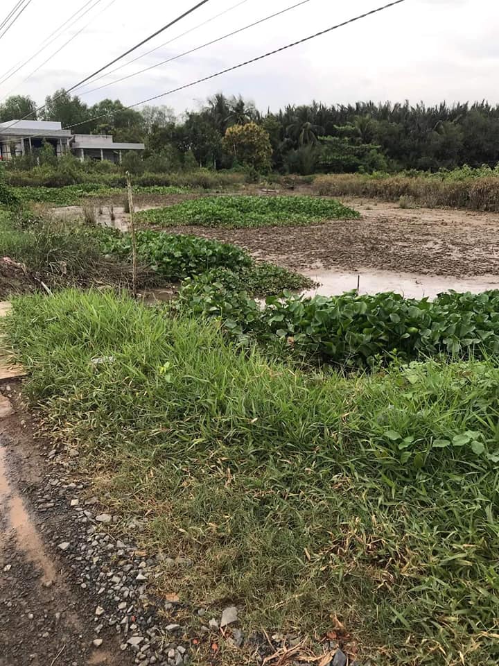 Đất nền 1000m² tại ấp 4, xã Phước Đông, Cần Đước - Giá chỉ 650 triệu VND!