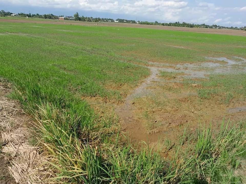 Đất vườn Nhơn Thạnh Trung, Tân An 2000m² giá 980 triệu - Cơ hội đầu tư hiếm có!