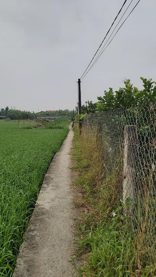 Đất trồng bưởi da xanh Nhơn Thạnh Trung 2805m² giá 1.5 tỷ - Đầu tư sinh lời ngay!