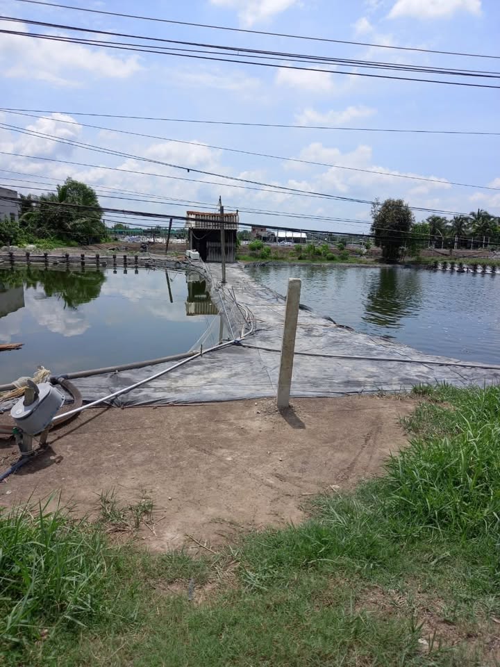 Đất nuôi trồng thủy sản 685m² mặt tiền đường DT 833 - Giá 2.65 tỷ thương lượng!