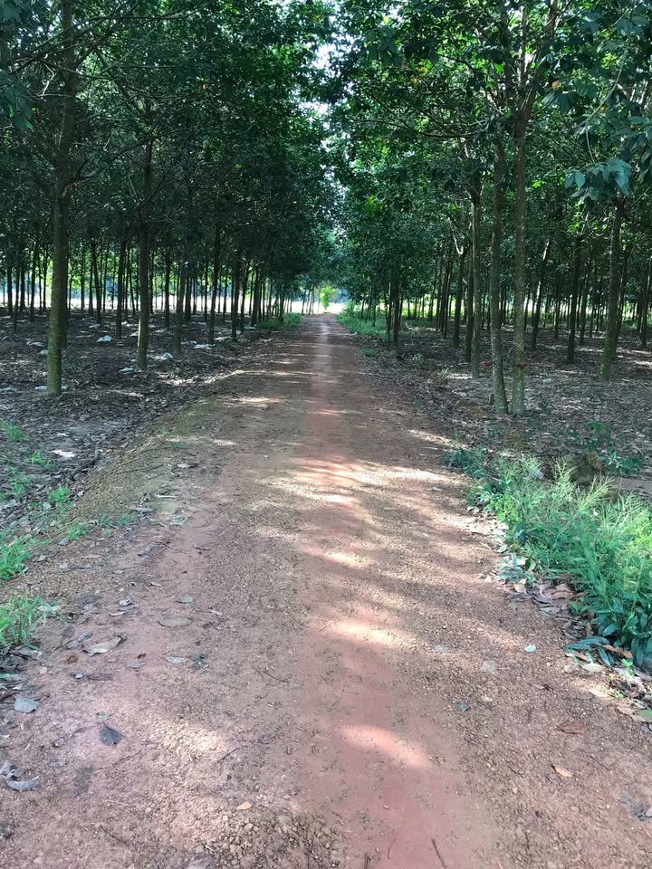 Đất nền Phước Vĩnh 550m² giá 1.2 tỷ - Sổ hồng riêng chính chủ