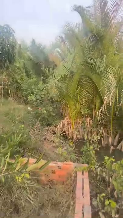 Đất vườn 3457m² mặt tiền đường Chánh Nhứt, Cần Giuộc - Giá chỉ 5 tỷ