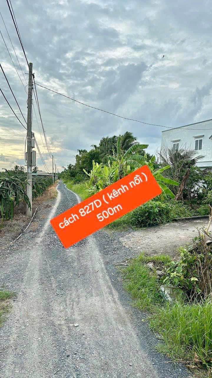 Đất lúa 1000m² tại ấp Phú Xuân 2, Châu Thành - Giá 500 triệu, vị trí thuận lợi!