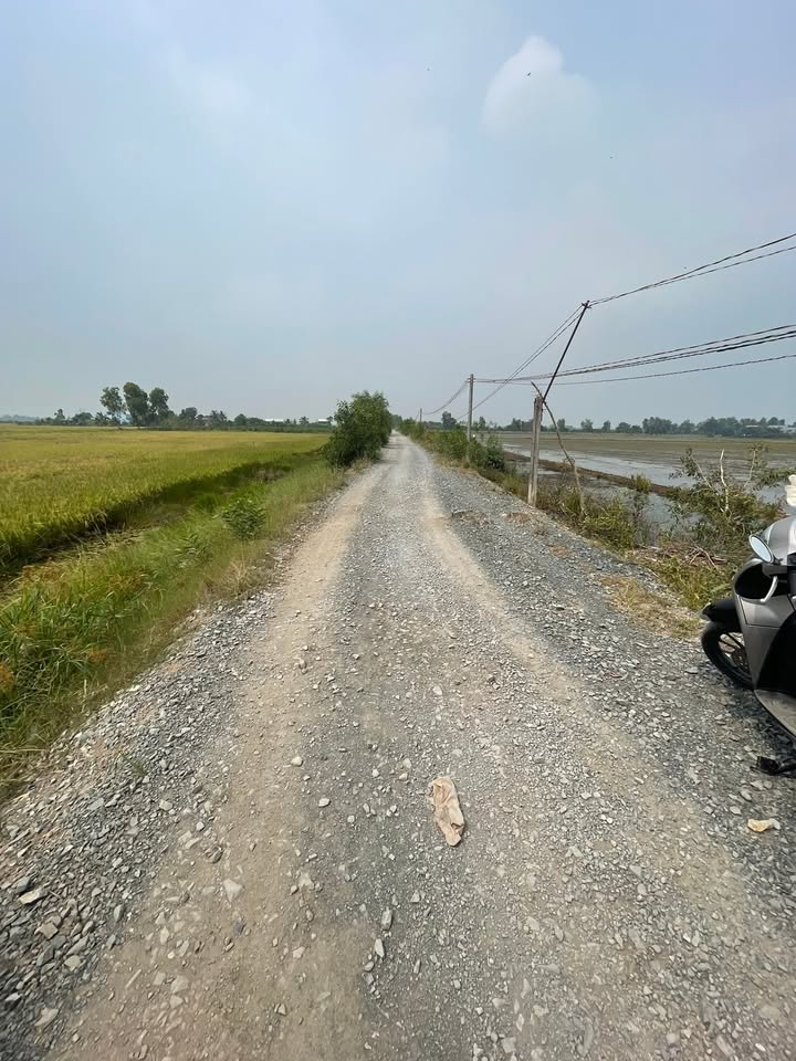 Đất lúa 11.815m² mặt tiền Đá Xanh, Thủ Thừa - Giá 5.9 tỷ, pháp lý rõ ràng!