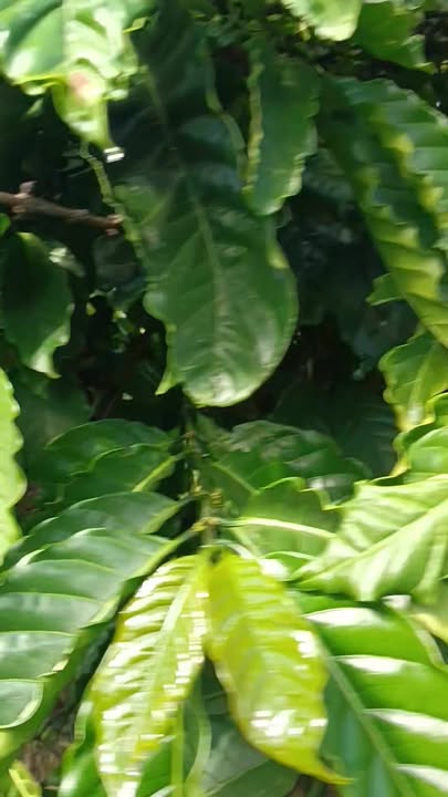 Đất thổ cư 6.5 sào tại Đạ K'Nàng, Đam Rông - Sổ đỏ chính chủ, giá 2.35 tỷ!