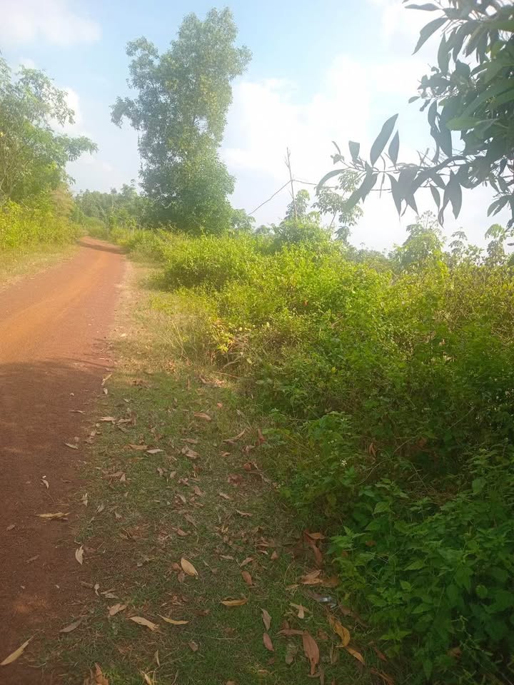 Đất nền Lộc Khánh Lộc Ninh 1,3ha giá chỉ 1,35 tỷ - Cơ hội đầu tư hấp dẫn!