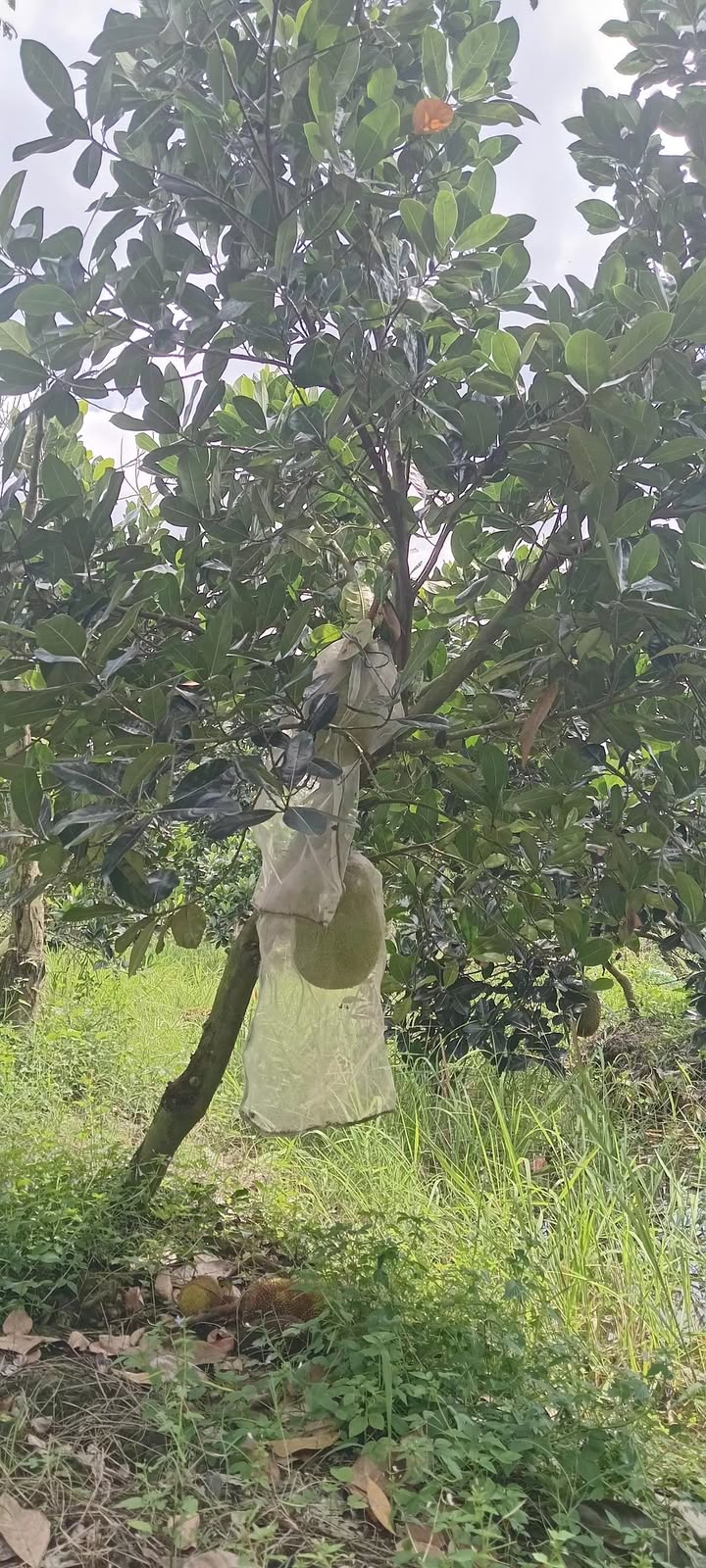 Đất vườn 2.500m² tại Mỹ Trung, Cái Bè - Giá 330 triệu, cơ hội đầu tư tuyệt vời!